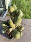 Preview: Trichocereus bridgesii monstrosus